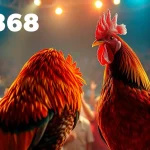 Experience the excitement of live cockfighting at sv368win.live with vibrant action and enthusiastic fans.